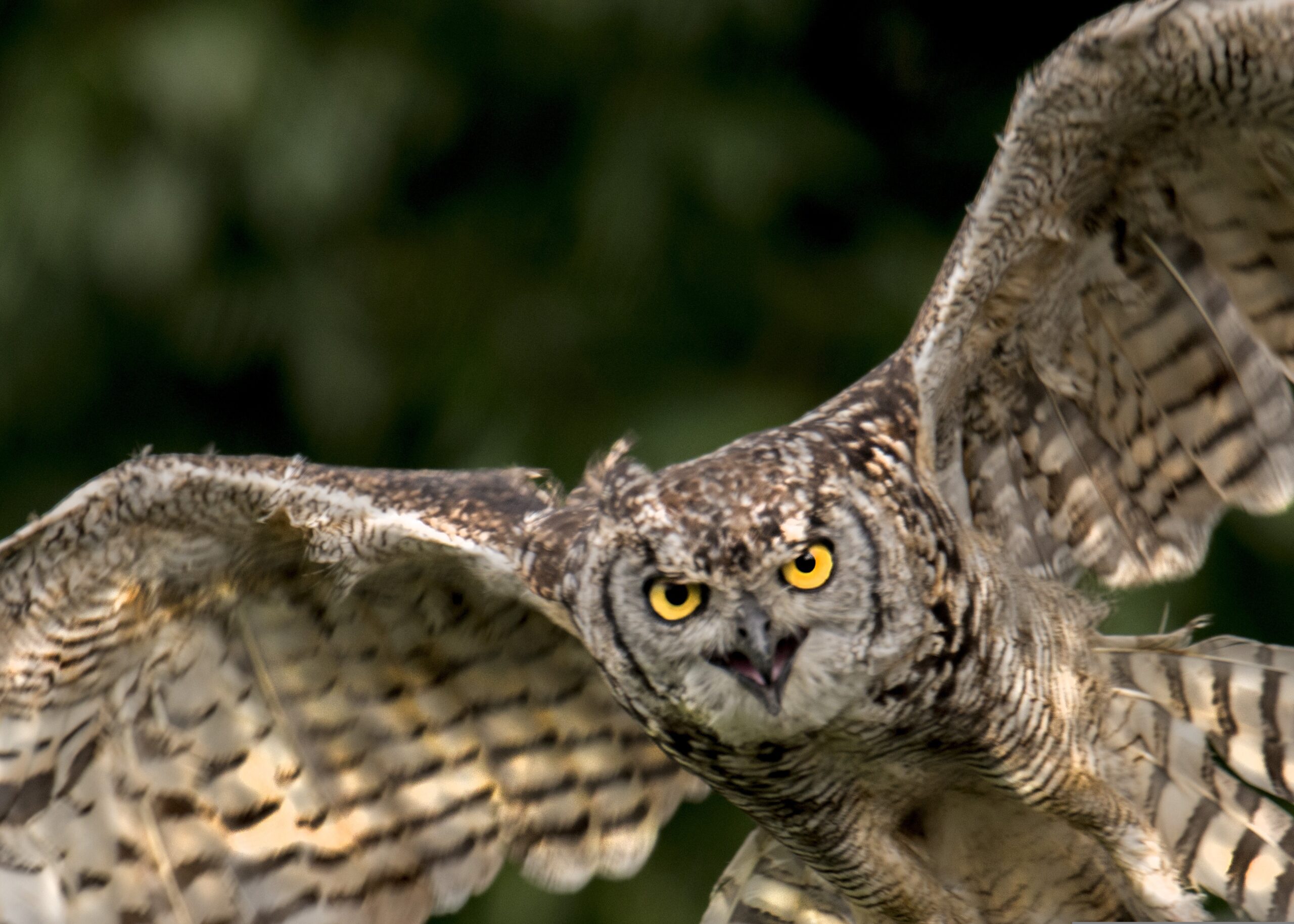 Výr skalný (Bubo bubo)